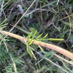 Scabiosa canescens Blatt