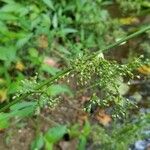 Juncus effususFiore