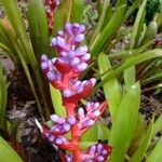 Aechmea weilbachii 花