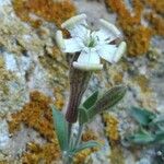 Silene vallesia Flors