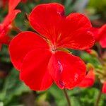 Pelargonium zonale Λουλούδι