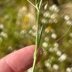 Lathyrus angulatus Leaf