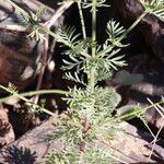 Lavandula coronopifolia Hoja