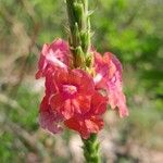 Stachytarpheta mutabilis फूल