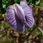 Centrosema virginianum Flower