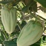 Araujia sericifera Frukt