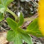 Ranunculus flammula Blüte