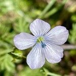 Linum bienne Blomst