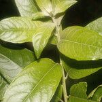 Cestrum reflexum Feuille