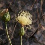 Rhaponticoides alpina Fruit