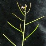 Crucihimalaya lasiocarpa Plod