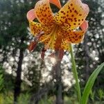 Lilium michiganense Fleur