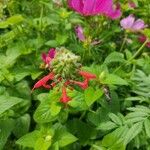 Salvia roemeriana Flor