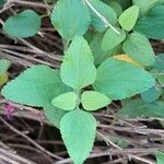 Salvia × jamensis Leaf