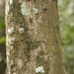 Duroia longiflora Bark