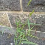 Setaria verticillata Habitus