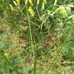 Crepis pulchra പുഷ്പം