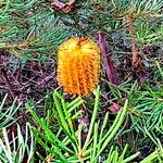 Banksia marginata