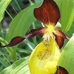 Cypripedium calceolus Květ