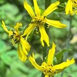 Ligularia fischeri Flower