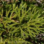 Lycopodium × zeilleri Muu