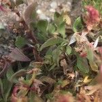 Rumex bucephalophorus Leaf