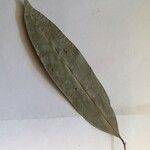 Talisia simaboides Leaf
