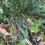 Deschampsia cespitosa Habit