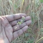 Laggera crispata Flower