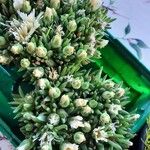Delosperma lineare Flor