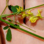 Trigonella officinalis 花