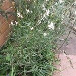 Oenothera lindheimeri 整株植物