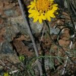 Chaenactis glabriuscula Flower