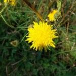 Sonchus arvensisLorea