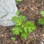 Artemisia princeps ഇല