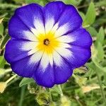 Convolvulus tricolorFlower