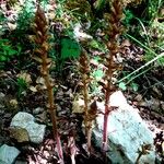 Orobanche hederae Habit