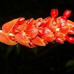 Renealmia pluriplicata Flower