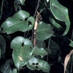 Aristolochia leprieurii Levél