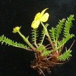 Argentina microphylla موطن