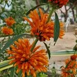 Leonotis leonurus花