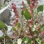 Rumex cyprius Hoja