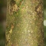 Oxandra asbeckii Corteza