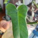Philodendron bipennifolium Лист