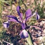 Iris reichenbachiana Floro