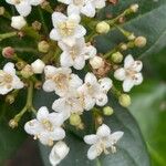 Viburnum rugosum Blüte