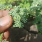 Coldenia procumbens Feuille