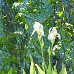 Iris albicans Цветок