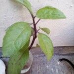 Gynura procumbens Folha