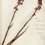 Anacamptis palustris Flor